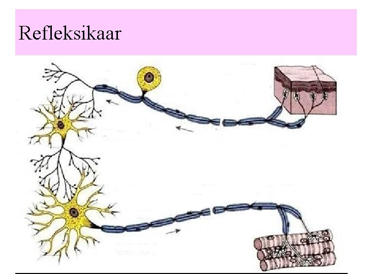 Refleksikaar Erutuse kulgemise tee: 1. erutust vastuvõttev närvirakk; 2. närvikiud, mis juhivad erutuse kesknärvisüsteemi;