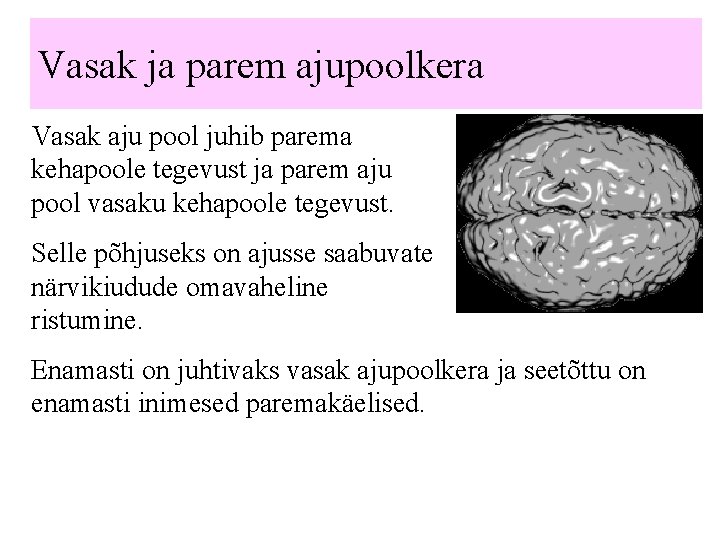 Vasak ja parem ajupoolkera Vasak aju pool juhib parema kehapoole tegevust ja parem aju