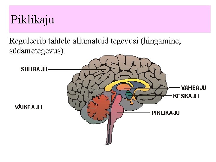 Piklikaju Reguleerib tahtele allumatuid tegevusi (hingamine, südametegevus). 