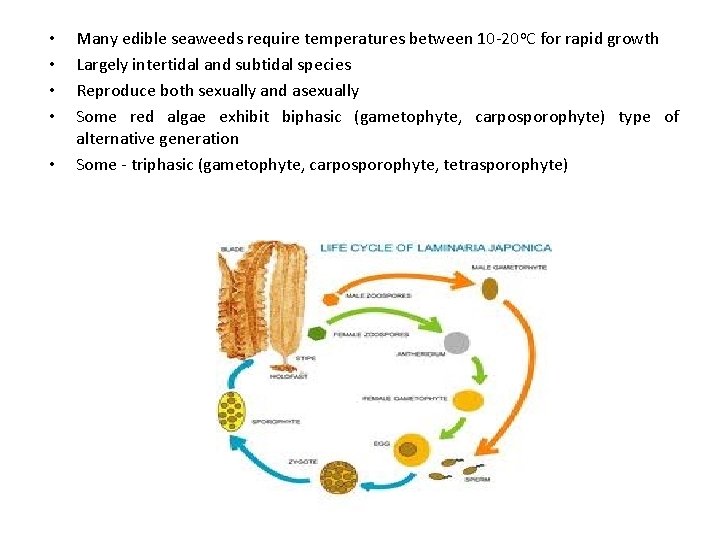  • • • Many edible seaweeds require temperatures between 10 -20 o. C