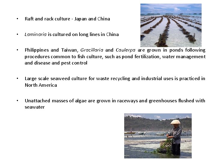  • Raft and rack culture - Japan and China • Laminaria is cultured