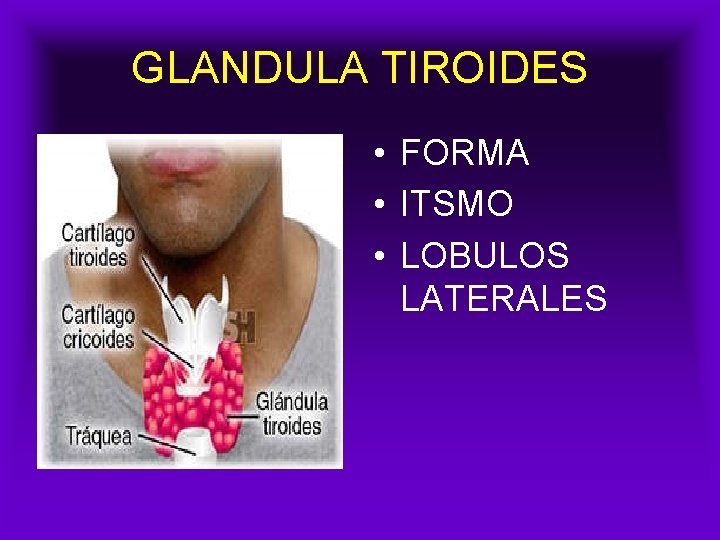 GLANDULA TIROIDES • FORMA • ITSMO • LOBULOS LATERALES 