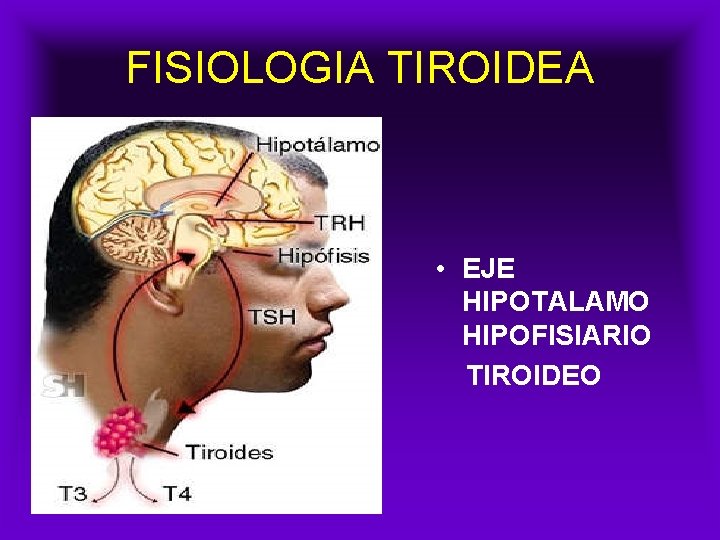 FISIOLOGIA TIROIDEA • EJE HIPOTALAMO HIPOFISIARIO TIROIDEO 