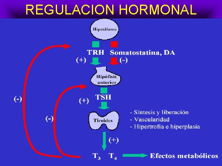 REGULACION HORMONAL 