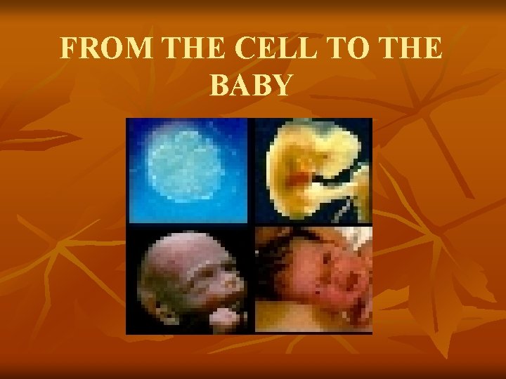FROM THE CELL TO THE BABY 
