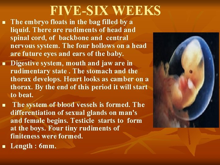 FIVE-SIX WEEKS n n The embryo floats in the bag filled by a liquid.