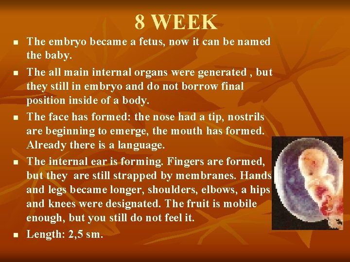8 WEEK n n n The embryo became a fetus, now it can be