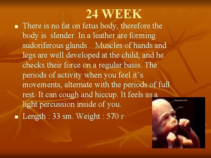 24 WEEK n n There is no fat on fetus body, therefore the body