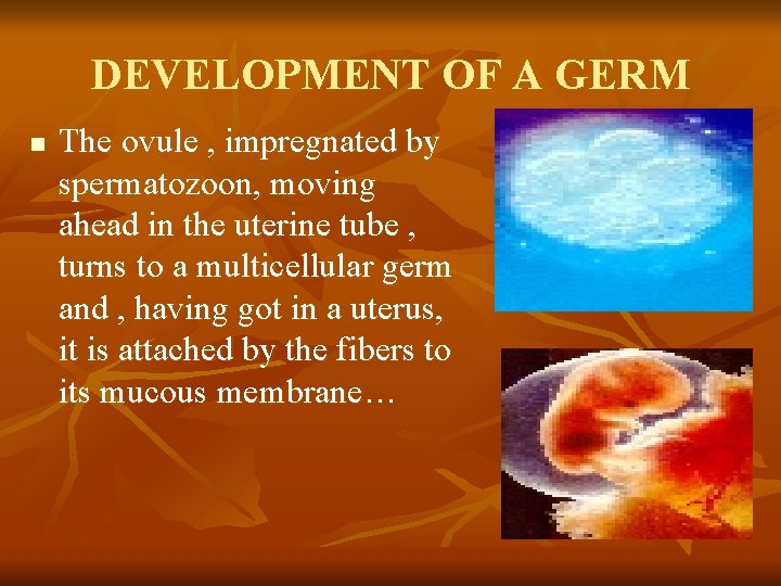 DEVELOPMENT OF A GERM n The ovule , impregnated by spermatozoon, moving ahead in