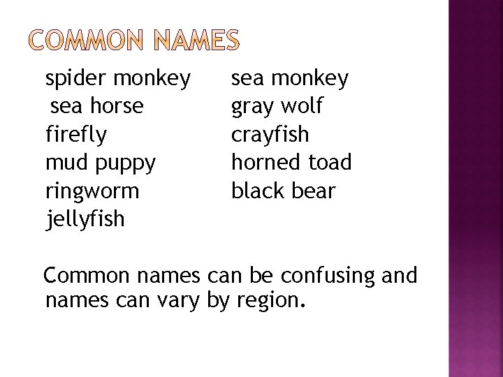 spider monkey sea horse firefly mud puppy ringworm jellyfish sea monkey gray wolf crayfish