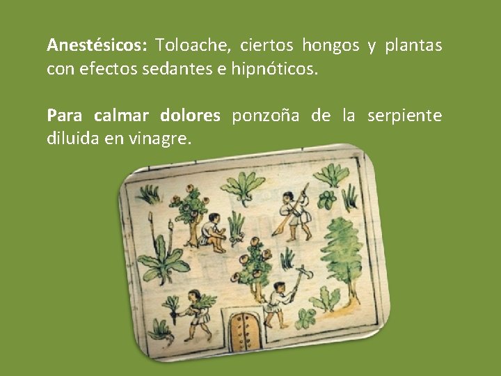 Anestésicos: Toloache, ciertos hongos y plantas con efectos sedantes e hipnóticos. Para calmar dolores