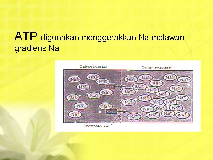 ATP digunakan menggerakkan Na melawan gradiens Na 