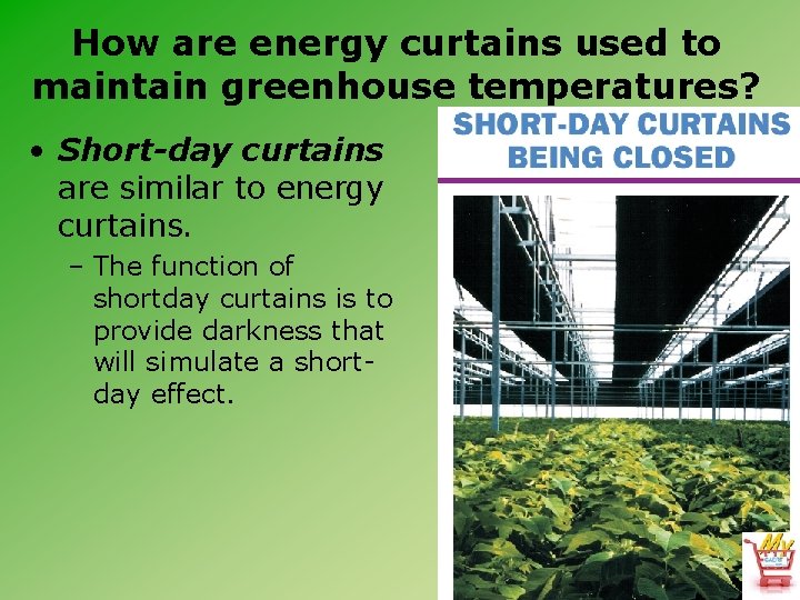 How are energy curtains used to maintain greenhouse temperatures? • Short-day curtains are similar