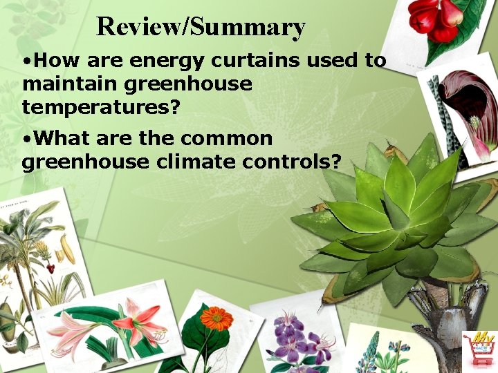 Review/Summary • How are energy curtains used to maintain greenhouse temperatures? • What are