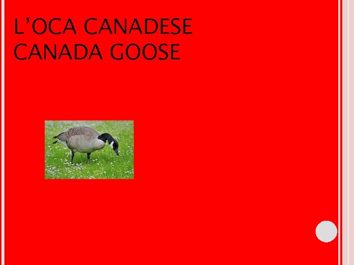 L’OCA CANADESE CANADA GOOSE L’OCA CANADESE CANADA GOOSE