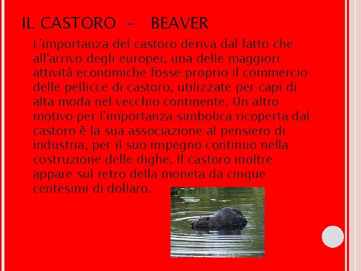 IL CASTORO - BEAVER L'importanza del castoro deriva dal fatto che all'arrivo degli europei, IL CASTORO - BEAVER L'importanza del castoro deriva dal fatto che all'arrivo degli europei,