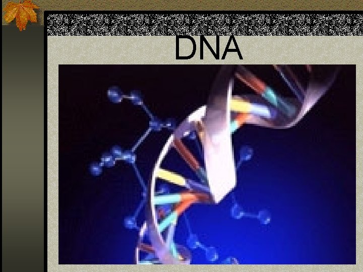 DNA 