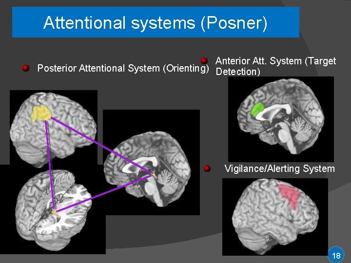 Attentional systems (Posner) Anterior Att. System (Target Posterior Attentional System (Orienting) Detection) Vigilance/Alerting System