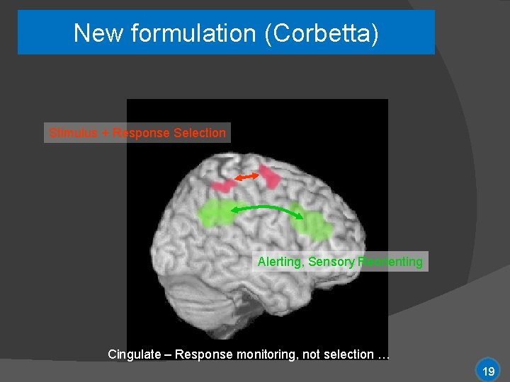 New formulation (Corbetta) Stimulus + Response Selection Alerting, Sensory Reorienting Cingulate – Response monitoring,