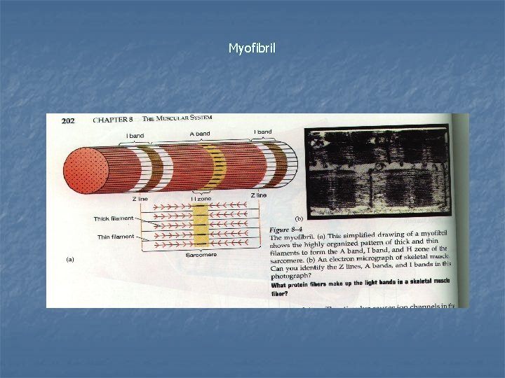 Myofibril 