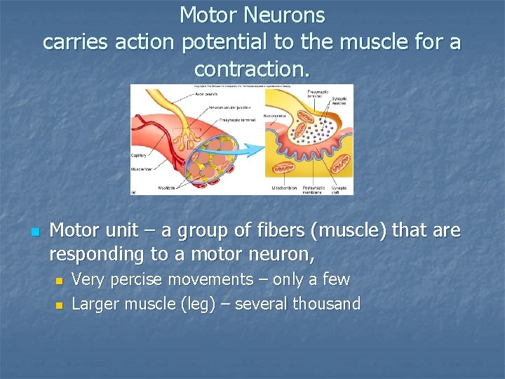 Motor Neurons carries action potential to the muscle for a contraction. n Motor unit