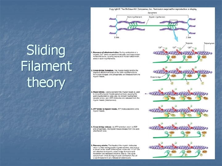 Sliding Filament theory 