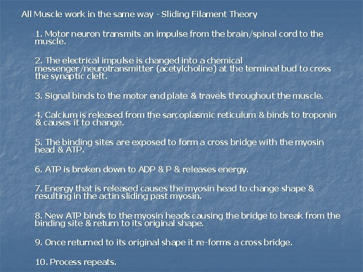 All Muscle work in the same way - Sliding Filament Theory 1. Motor neuron