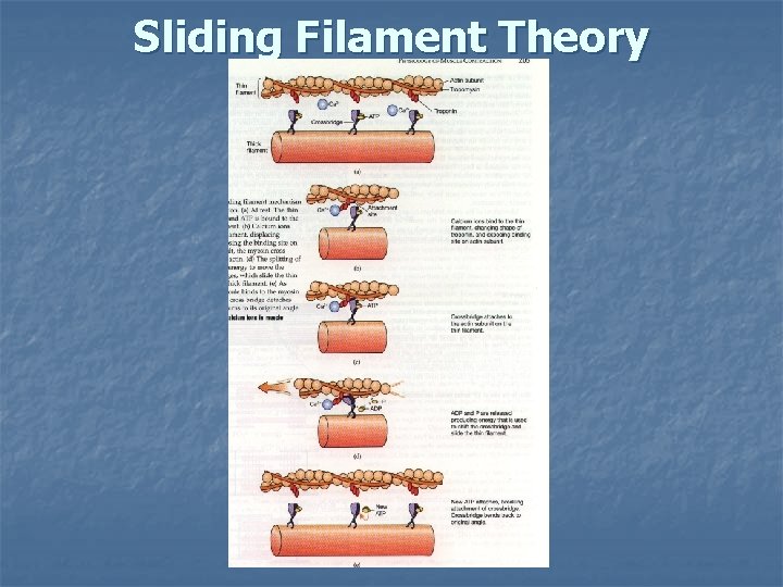 Sliding Filament Theory 