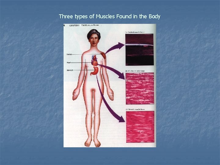Three types of Muscles Found in the Body 