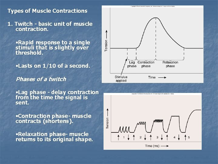 Types of Muscle Contractions 1. Twitch - basic unit of muscle contraction. • Rapid