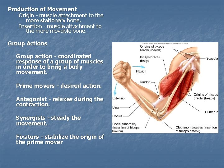 Production of Movement Origin - muscle attachment to the more stationary bone. Insertion -