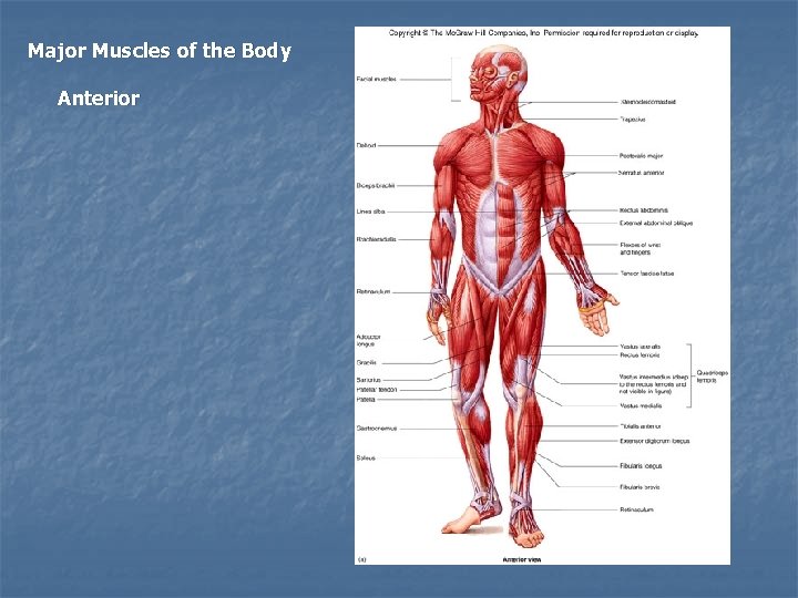 Major Muscles of the Body Anterior 