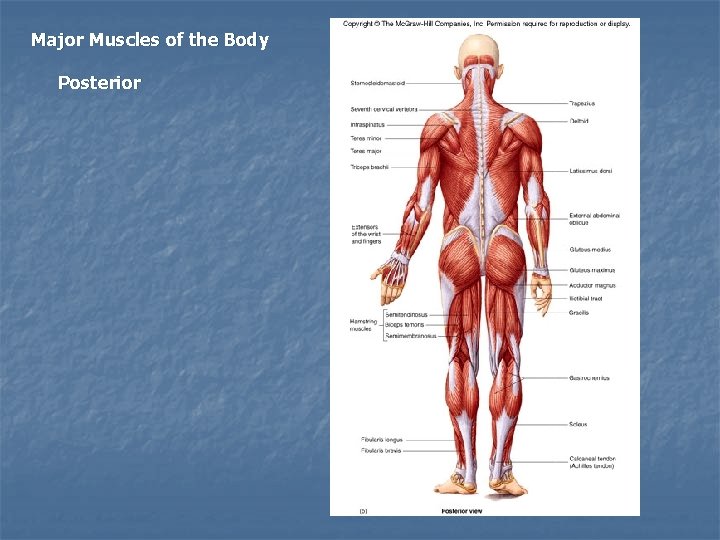 Major Muscles of the Body Posterior 