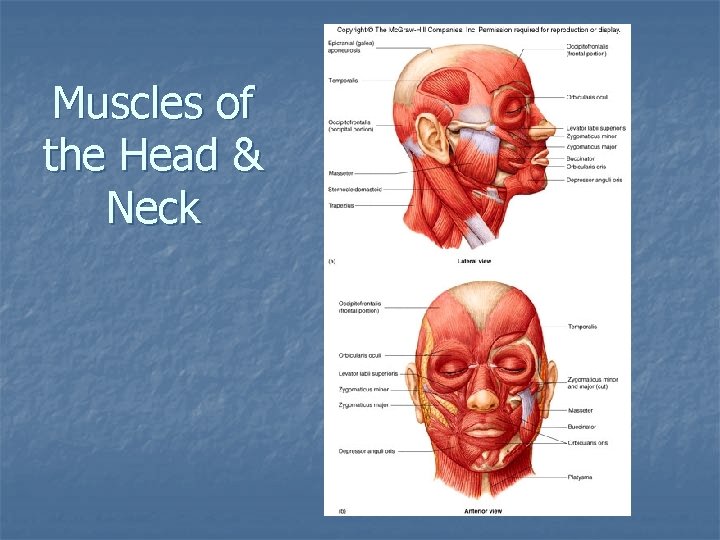 Muscles of the Head & Neck Muscles of the Head & Neck