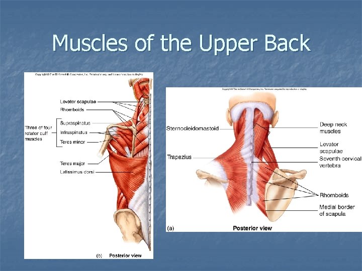 Muscles of the Upper Back 