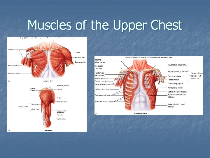 Muscles of the Upper Chest 