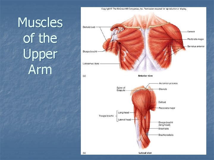 Muscles of the Upper Arm 