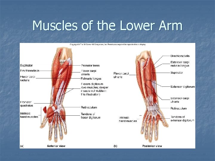 Muscles of the Lower Arm 