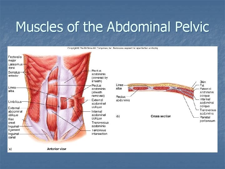 Muscles of the Abdominal Pelvic 
