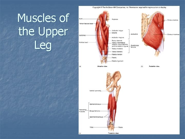 Muscles of the Upper Leg 