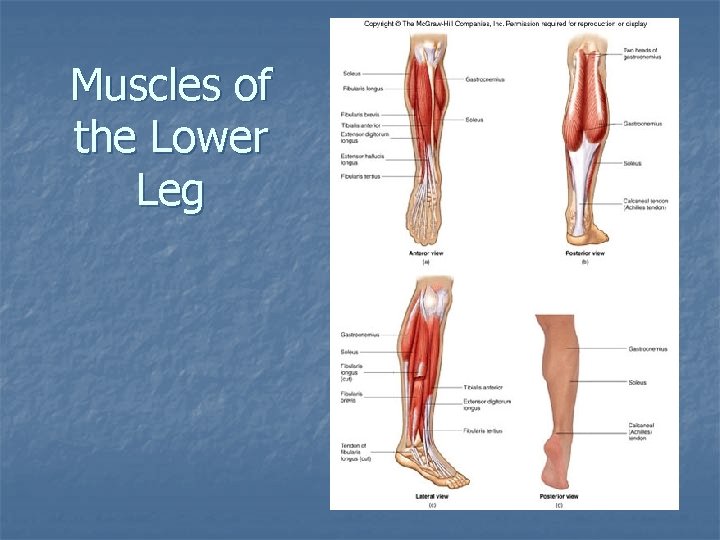 Muscles of the Lower Leg 