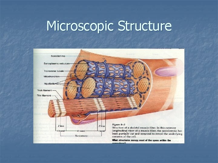 Microscopic Structure 