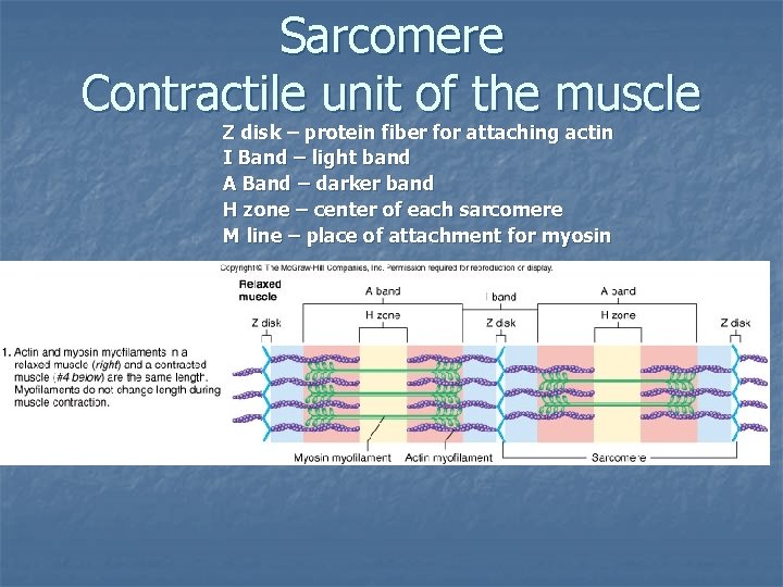 Sarcomere Contractile unit of the muscle Z disk – protein fiber for attaching actin