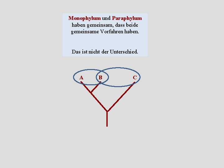 Kapitel 8 Stammbaum Cladistik Apomorphien Paraphylie Wir Hatten