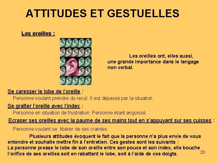 ATTITUDES ET GESTUELLES Les oreilles : Les oreilles ont, elles aussi, une grande importance