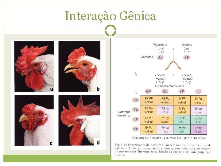 Interação Gênica a b c d Rosa X Simples F 1 100% Rosa F