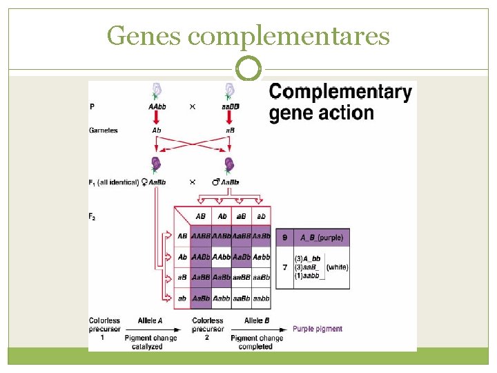 Genes complementares 
