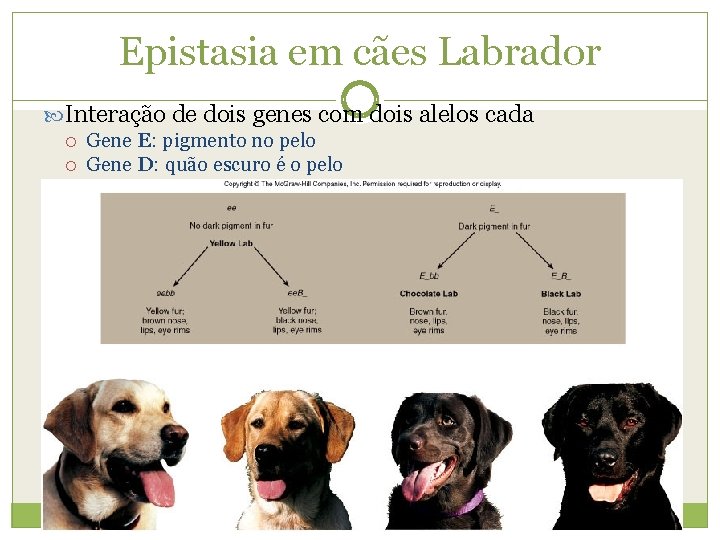 Epistasia em cães Labrador Interação de dois genes com dois alelos cada Gene E: