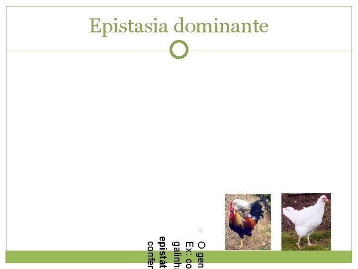 Epistasia dominante n O gene Ex: co galinha epistáti confer 