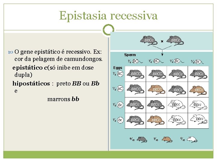 Epistasia recessiva Bb. Cc O gene epistático é recessivo. Ex: cor da pelagem de